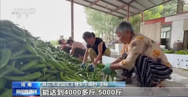 是什么引起了蔬菜价格上涨_蔬菜涨价的因素_蔬菜上涨引起价格是涨还是跌