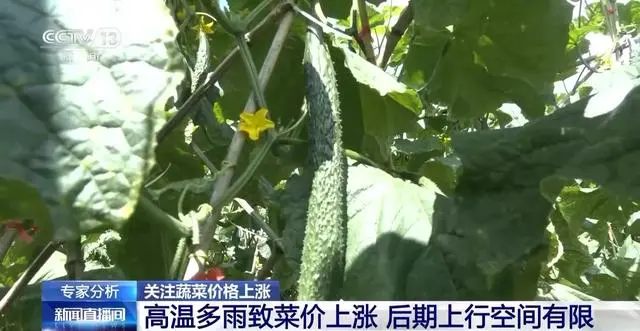 蔬菜涨价的因素_蔬菜上涨引起价格是涨还是跌_是什么引起了蔬菜价格上涨