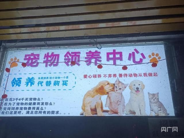 起底0元领养猫咪套路