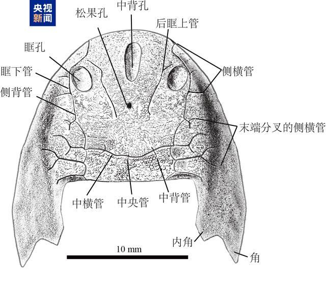 已灭绝4.36亿年的鱼化石被发现 土家鱼科揭秘演化之谜