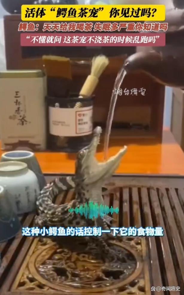 男子养2条活体mini鳄鱼当茶宠 虐待还是新潮？