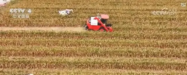 丰收礼赞直播中国_丰收节礼赞_礼赞丰收中国