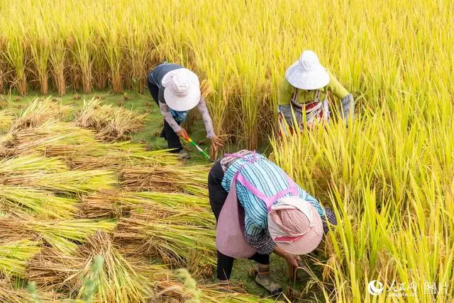 丰收礼赞诗歌_丰收礼赞直播中国_礼赞丰收中国