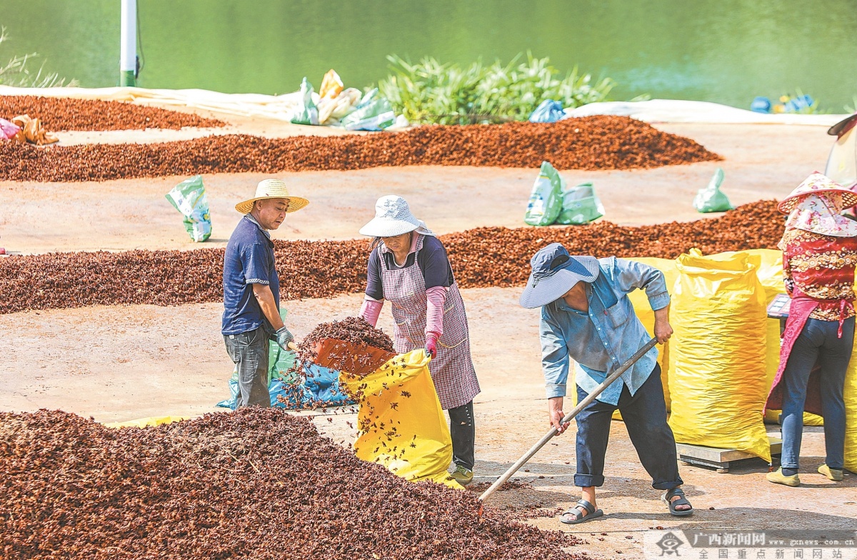 礼赞丰收中国_丰收中国礼赞生活心得体会_丰收节礼赞