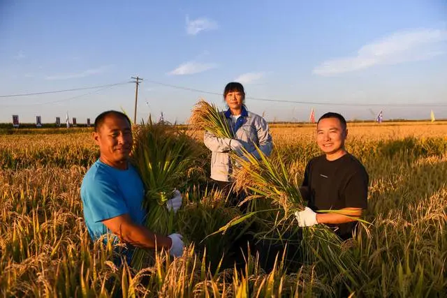 收获的田野图片_收获，在希望的田野上_希望的田野丰收的中国观后感