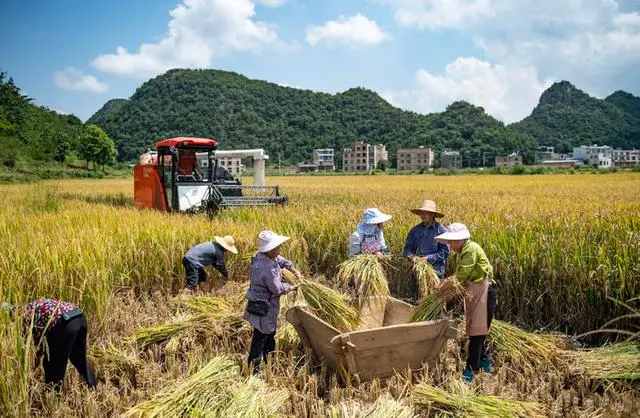 收获，在希望的田野上_收获的田野图片_希望的田野丰收的中国观后感