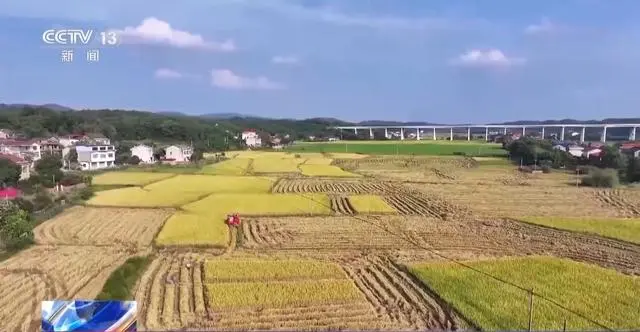 秋季丰收粮食_全国秋粮有望再获丰收_中国秋粮收获已进步高峰