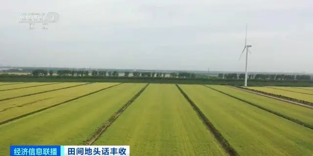 中国秋粮收获已进步高峰_秋粮丰收农民喜悦的心情句子_全国秋粮有望再获丰收