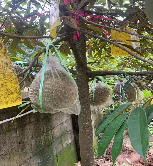 金枕头榴莲苗多少钱一棵_金枕榴莲在云南试种成功_金枕榴莲苗多少钱一颗