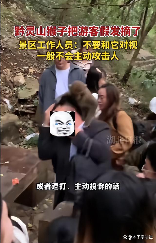 挺秃然的 男子爬山被猴子骑脖摘假发