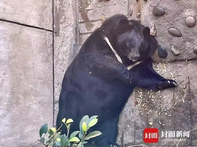 国家养猪基地_动物园被调侃成“全国模范养猪基地”_中国大型养猪场视频