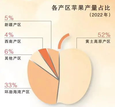 苹果变成红色_苹果变成红金苹果的过程_“红苹果”正变成“金苹果”