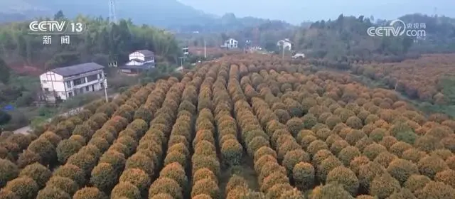 魏庆华外来人才升温冰雪经济_桂花降温开花_“桂花经济”升温促消费