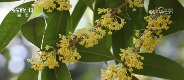 魏庆华外来人才升温冰雪经济_桂花降温开花_“桂花经济”升温促消费