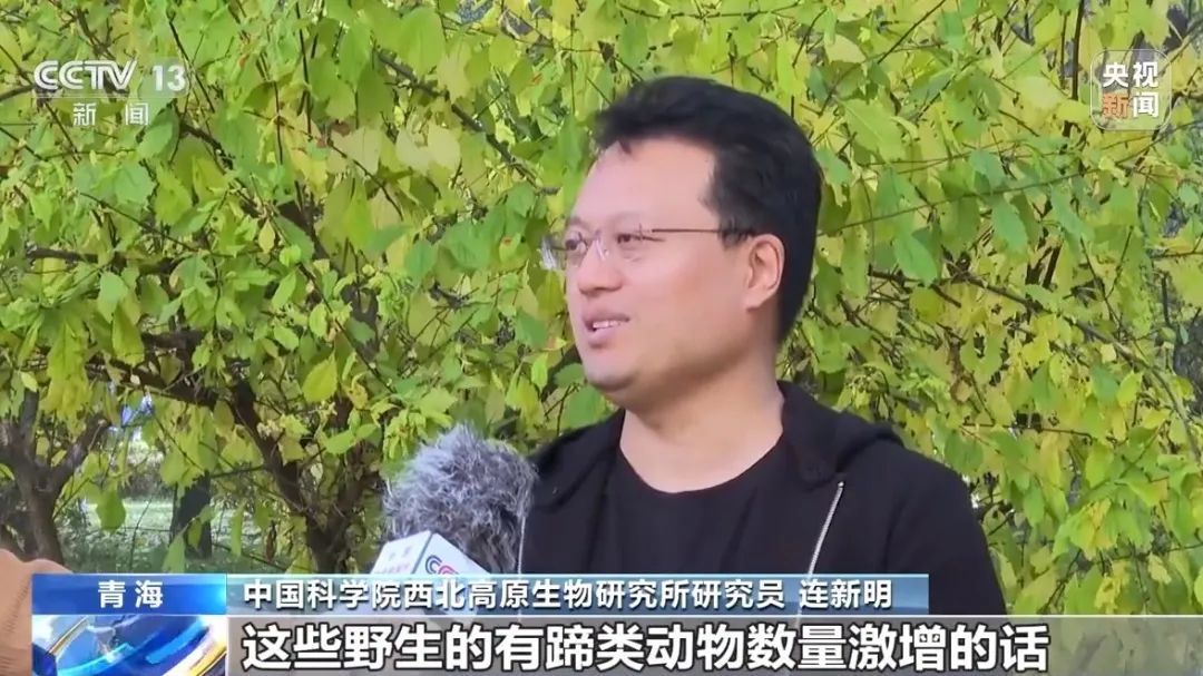 可可西里网红狼被游客喂成胖球_可可西里网红狼被游客喂成胖球_可可西里网红狼被游客喂成胖球