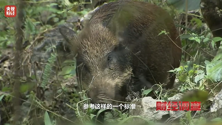 猪肉摆台怎么样好看_野猪肉为啥不能摆上餐桌？_猪肉台面摆放