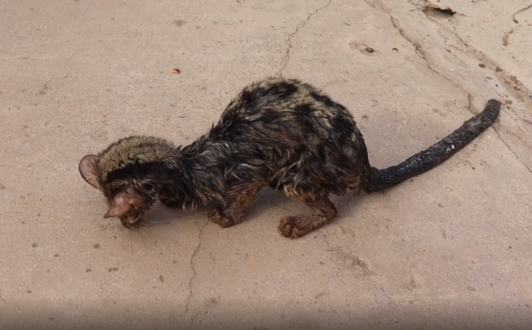 捡到国家级保护动物怎么办_捡到保护动物交到哪里_下水道捡到国家一级保护动物