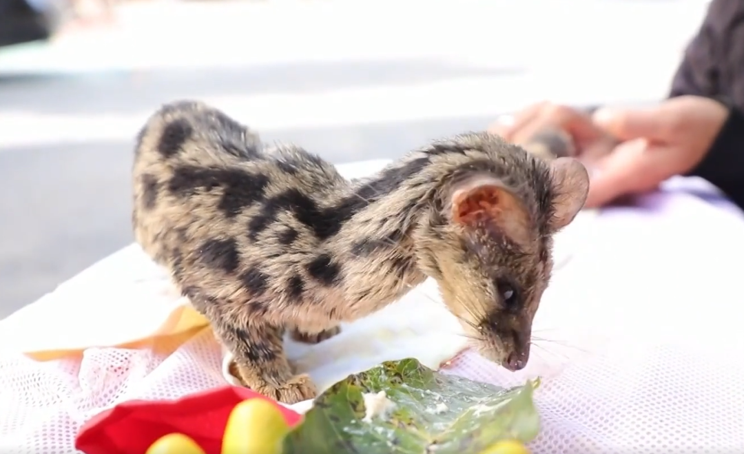 下水道捡到国家一级保护动物_捡到保护动物交到哪里_捡到国家级保护动物怎么办