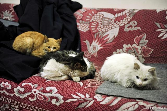 央视曝光猫贷套路