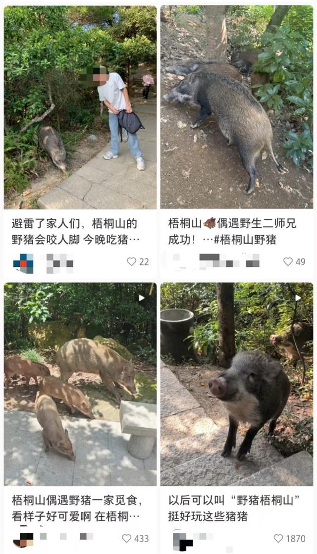 网红野猪产下小猪崽游客争先投喂 温顺外表下藏隐患