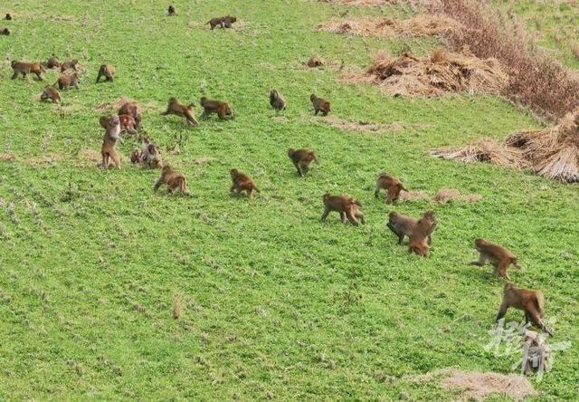 浙江一地50多只野猴下山偷菜