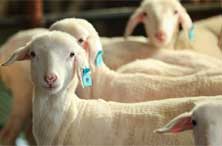 我国停止发行国债_央行阶段性暂停在公开市场买入国债_国债停止交易是什么意思