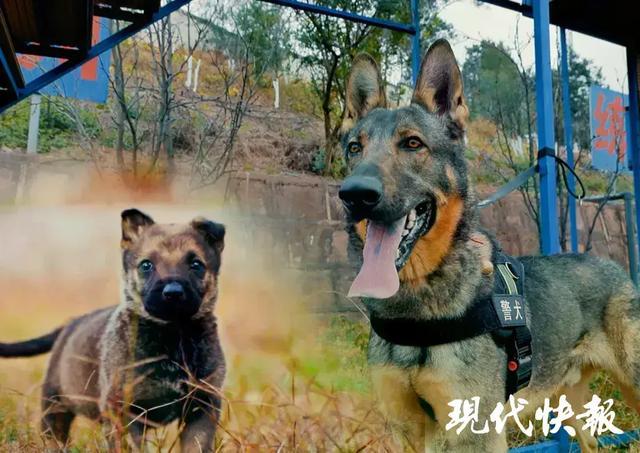 警犬被通报：上班死气沉沉到处尿尿