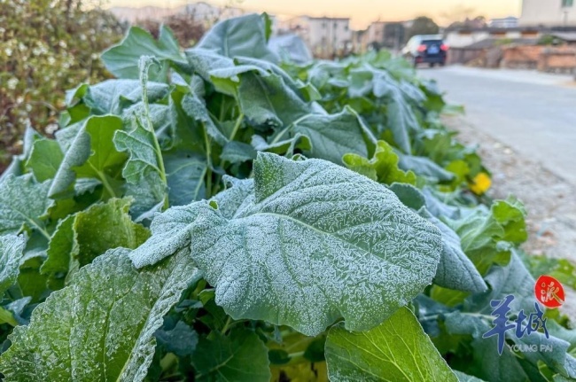 广州冻到结冰 北部山区出现少见冰霜冻现象