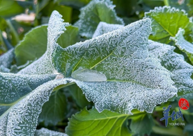 广州冻到结冰 北部山区出现少见冰霜冻现象
