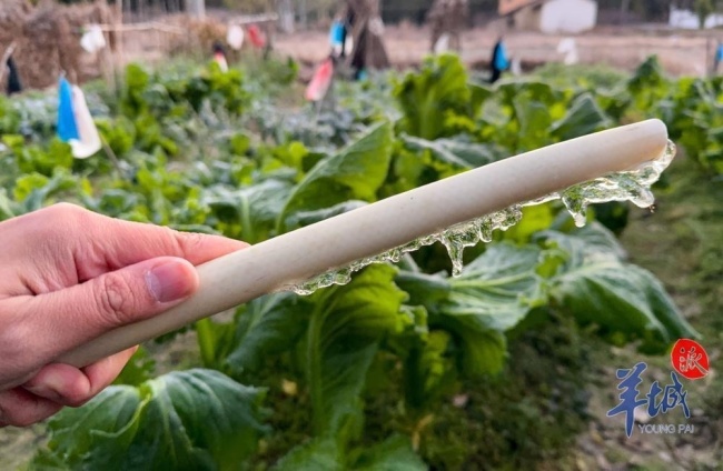 广州冻到结冰 北部山区出现少见冰霜冻现象