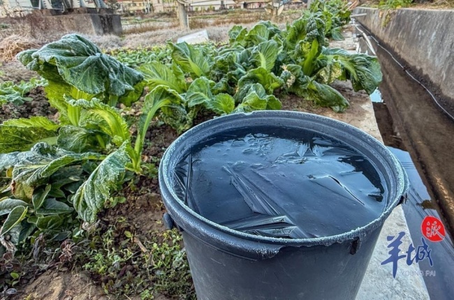 广州冻到结冰 北部山区出现少见冰霜冻现象