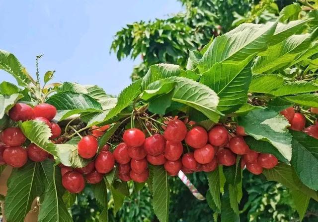 为什么车厘子一个月到中国却不腐烂