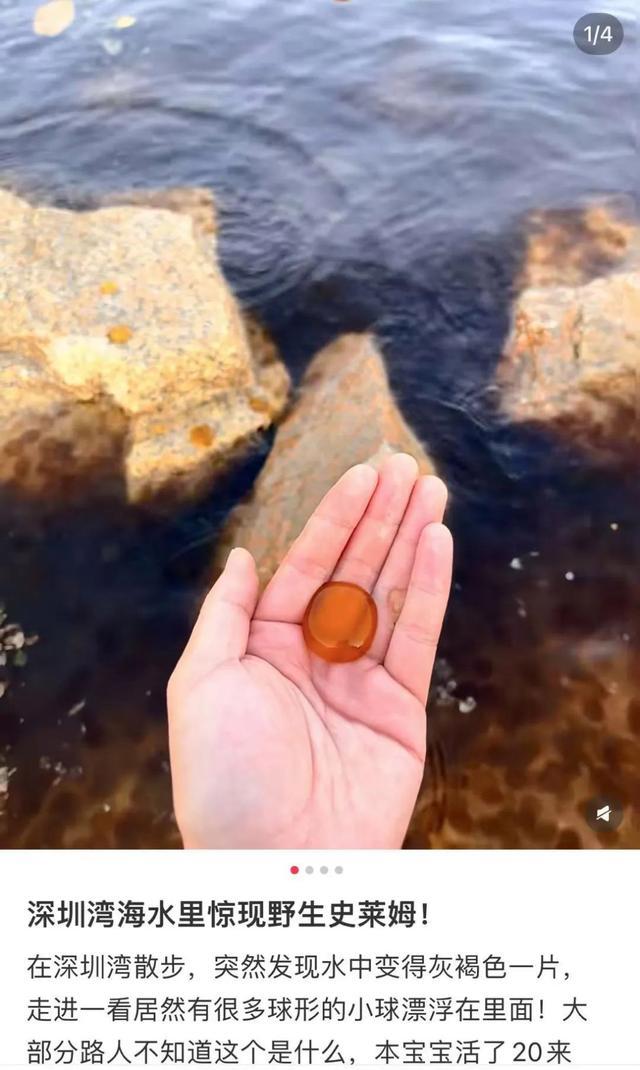 多地海边出现“爆爆珠” 藻类引发赤潮现象