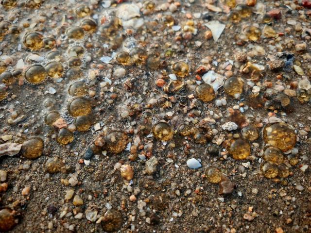 多地海边出现“爆爆珠” 藻类引发赤潮现象