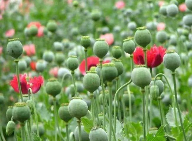 男孩被批评报警举报父亲藏罂粟壳 家庭矛盾引发法律问题