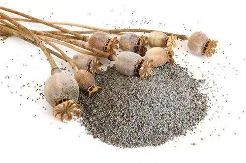 男孩被批评报警举报父亲藏罂粟壳 家庭矛盾引发法律问题