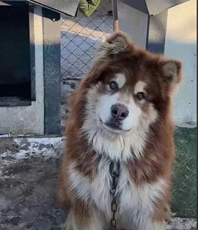 兽医称网红狗艾特或是窒息死亡