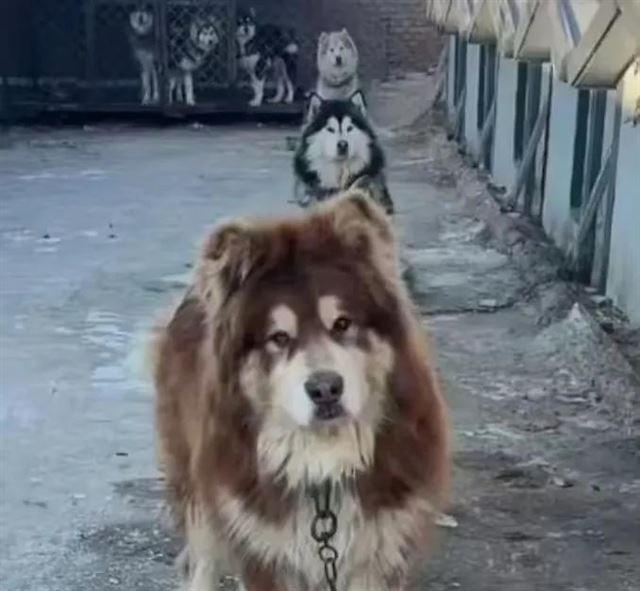 兽医称网红狗艾特或是窒息死亡 直播悲剧引发关注