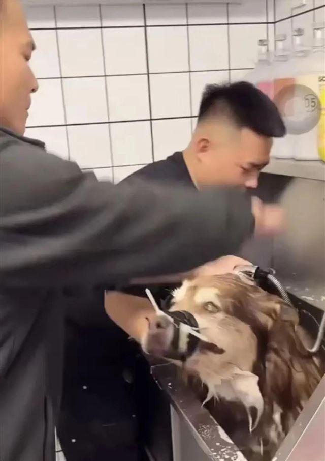 兽医称网红狗艾特或是窒息死亡 直播悲剧引发关注