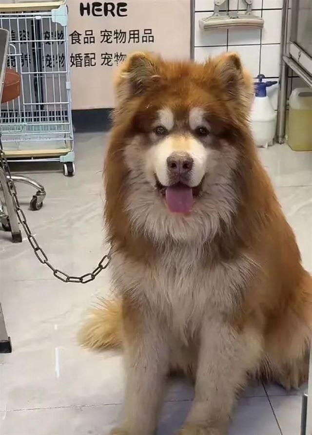 兽医称网红狗艾特或是窒息死亡 直播悲剧引发关注