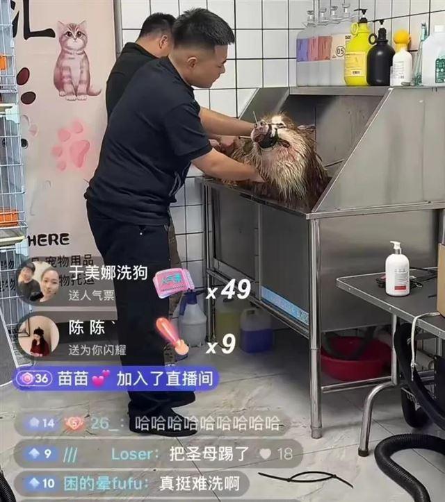 兽医称网红狗艾特或是窒息死亡 直播悲剧引发关注