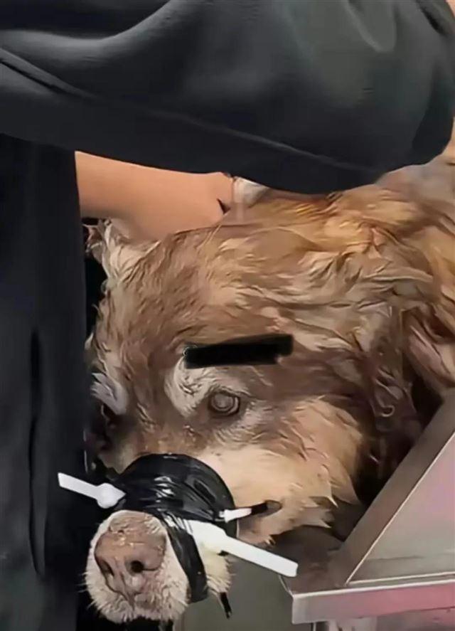 兽医称网红狗艾特或是窒息死亡 直播悲剧引发关注