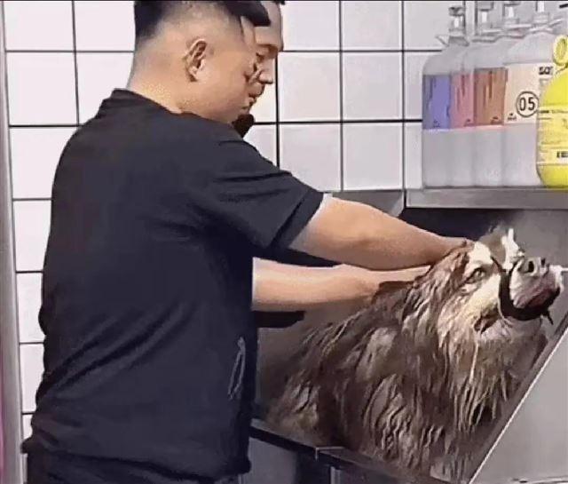 兽医称网红狗艾特或是窒息死亡 直播悲剧引发关注