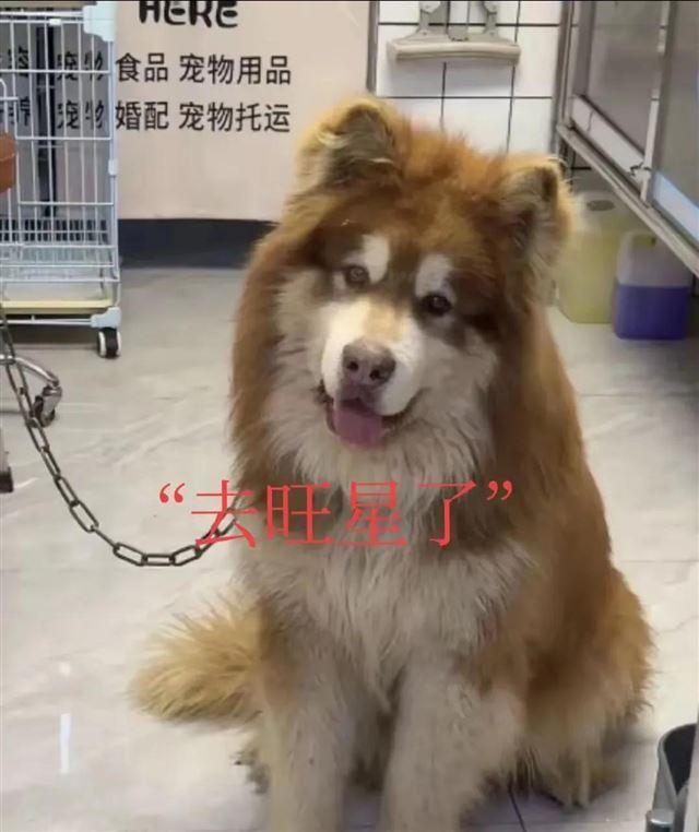 兽医称网红狗艾特或是窒息死亡 直播悲剧引发关注