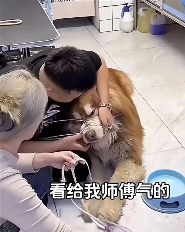 兽医称网红狗艾特或是窒息死亡 直播悲剧引发关注