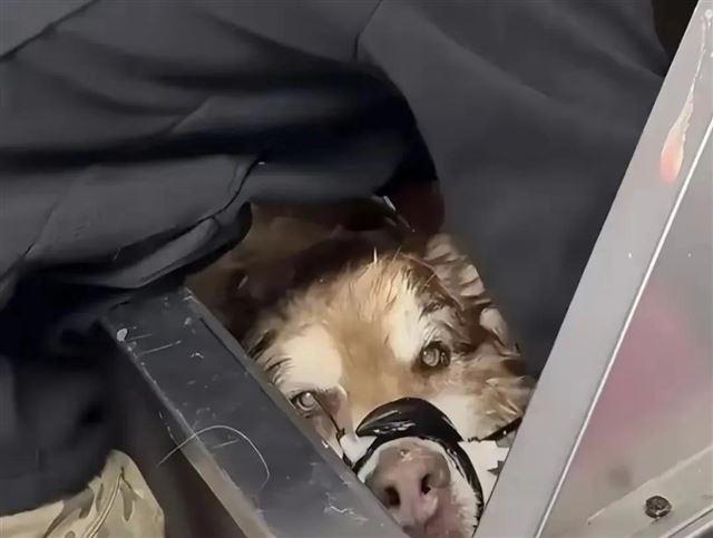 兽医称网红狗艾特或是窒息死亡 直播悲剧引发关注