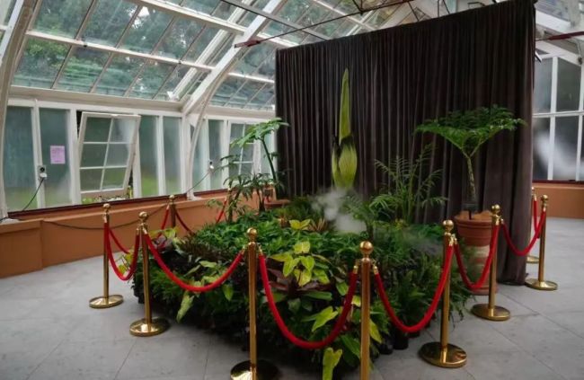 濒危尸体花盛开数千人排队参观 罕见绽放引轰动