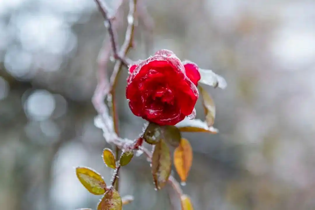 瑞雪兆丰年下一句是什么_瑞雪兆丰年的句子唯美_瑞雪兆丰年