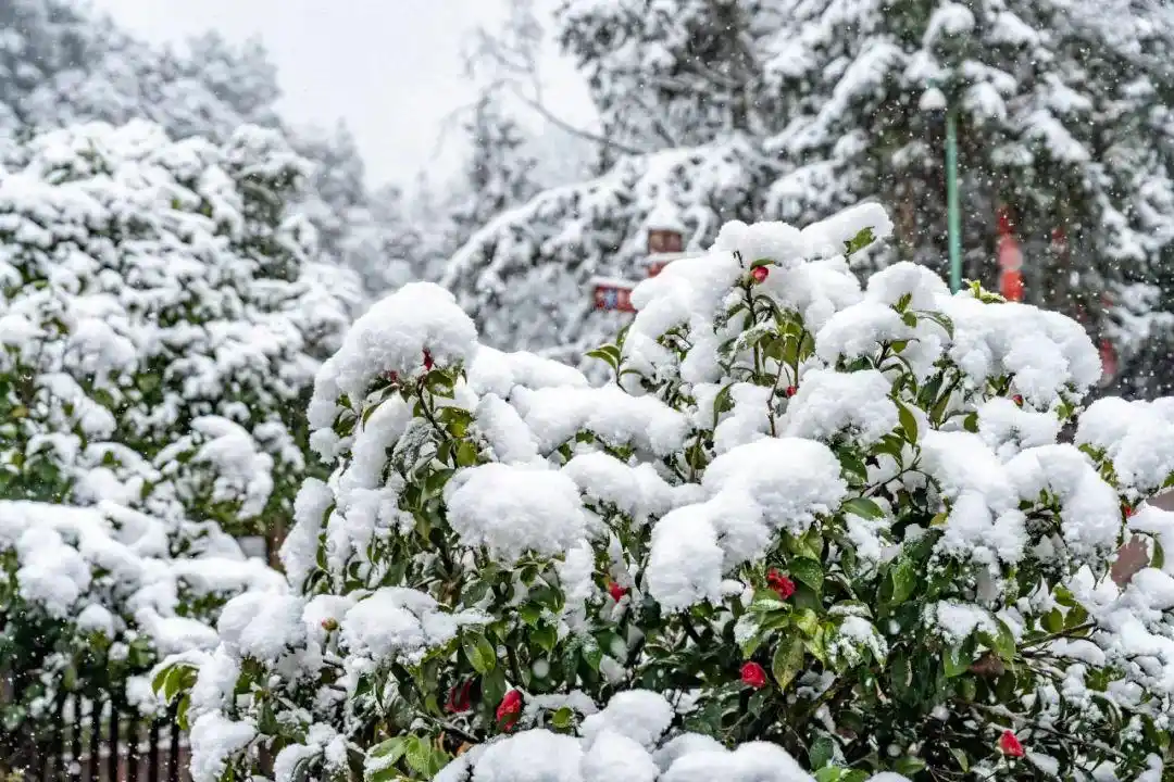 瑞雪兆丰年的句子唯美_瑞雪兆丰年_瑞雪兆丰年下一句是什么