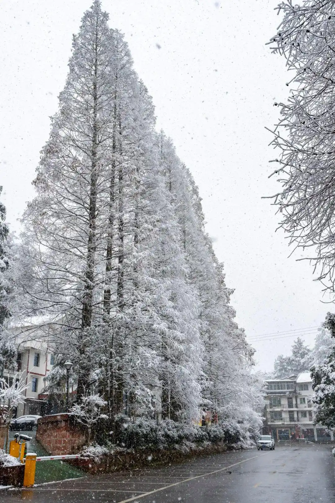 瑞雪兆丰年的句子唯美_瑞雪兆丰年下一句是什么_瑞雪兆丰年